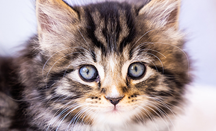 Cat Breeder Guide