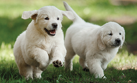 Dog Breeder Guide