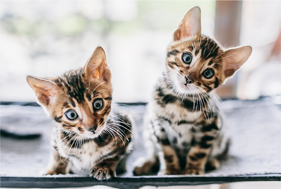 Two kittens