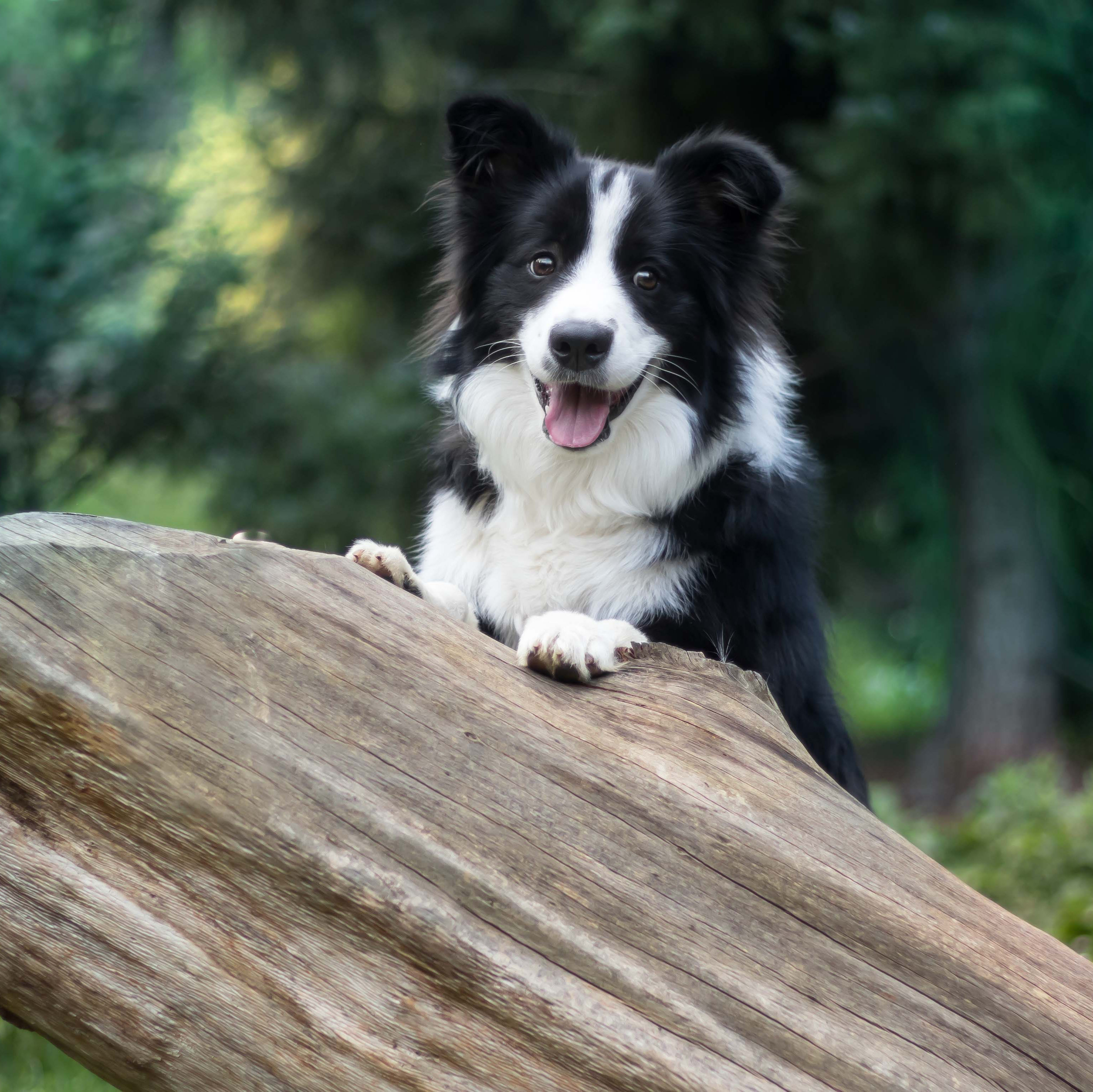 border collie image