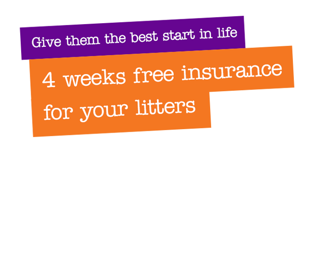 4 weeks free insurance