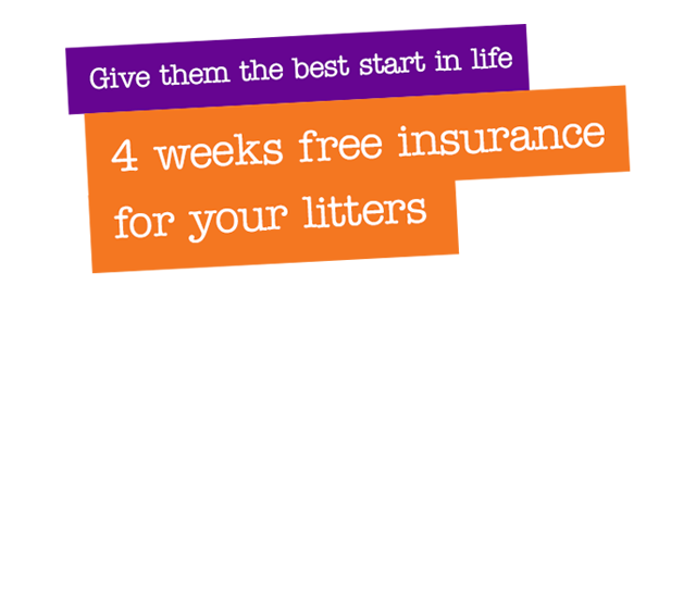 4 weeks free insurance