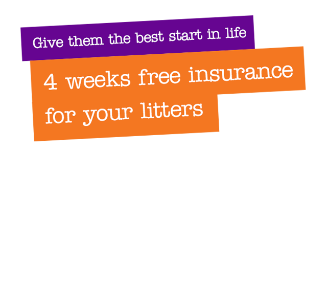 4 weeks free insurance